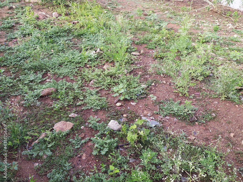 Fototapeta premium green moss on the stone, near lake