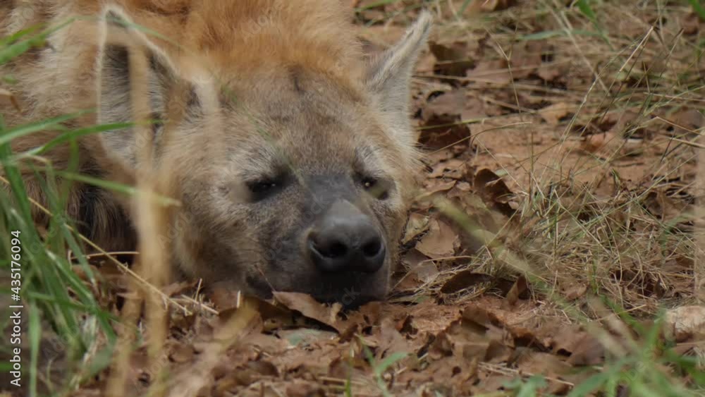 Spotted Hyena in Africa in Nature Spotted Hyena in Africa in Nature