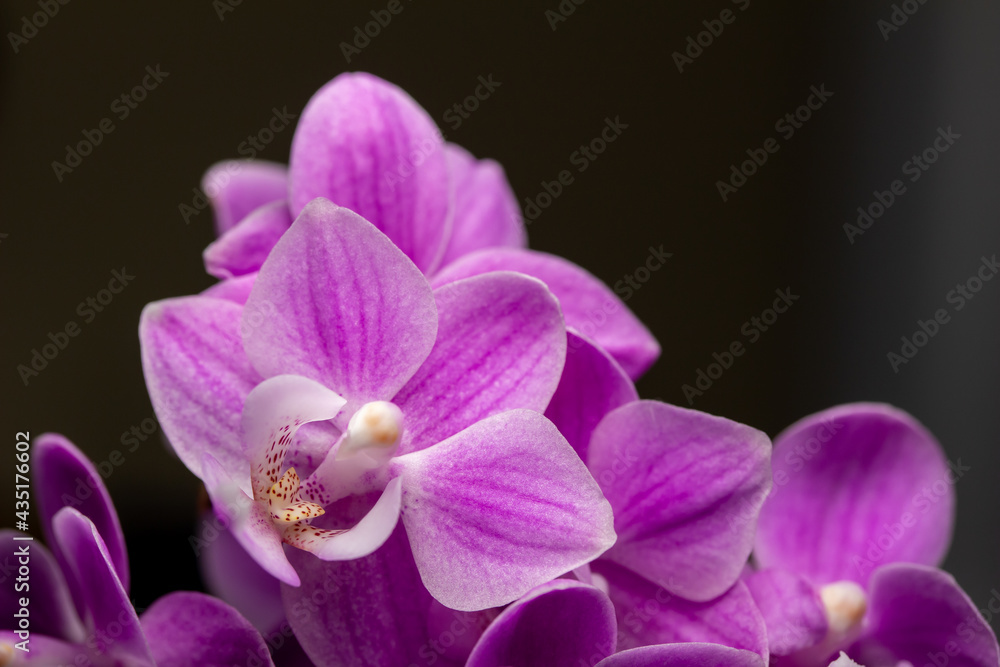 Macro abstract view of a bouquet of miniature pink and purple phalaenopsis moth orchids with dark background Macro abstract view of a bouquet of miniature pink and purple phalaenopsis moth orchids with dark background