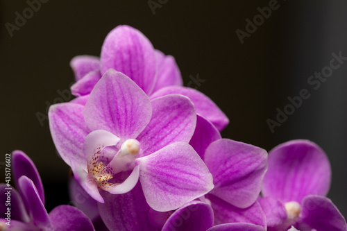 Macro abstract view of a bouquet of miniature pink and purple phalaenopsis moth orchids with dark background
