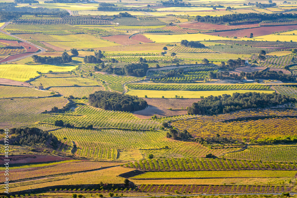 Green vineyard landscape in Spain