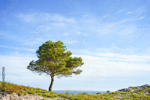 Isolated pine tree against blue sky