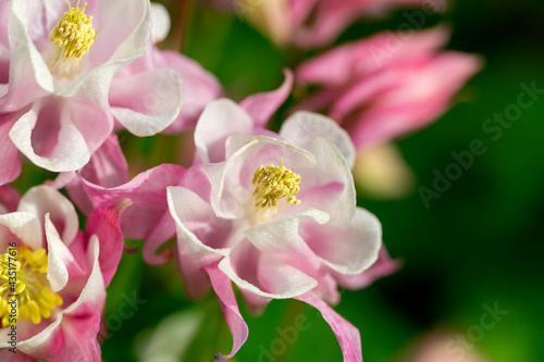Beautiful flower of pink color Aquilegia vulgaris blooming in the garden  close up