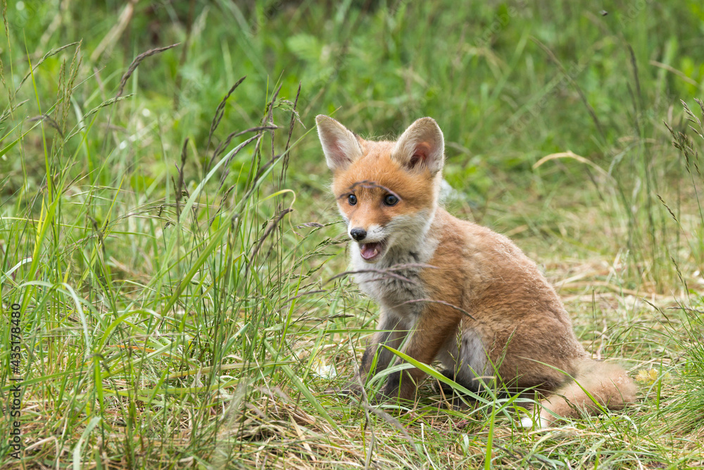 Fototapeta premium Ein Fuchswelpe sitzt in der Nähe des Fuchsbaues