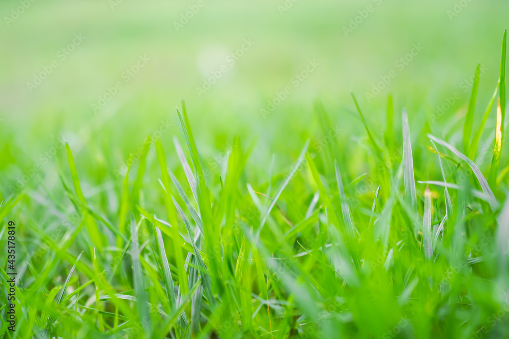 Blur image of green grass. wallpaper nature farm greensward for background. environment concept. Blur image of green grass. wallpaper nature farm greensward for background. environment concept.