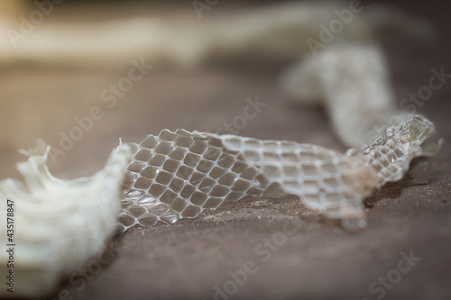 Shedded dry snake skin closeup. Molting snake. Natural skin texture. Reptile scale surface. Animal skin peel.