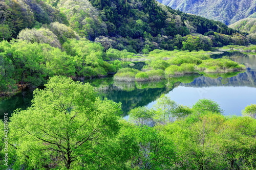 新緑の五十里湖