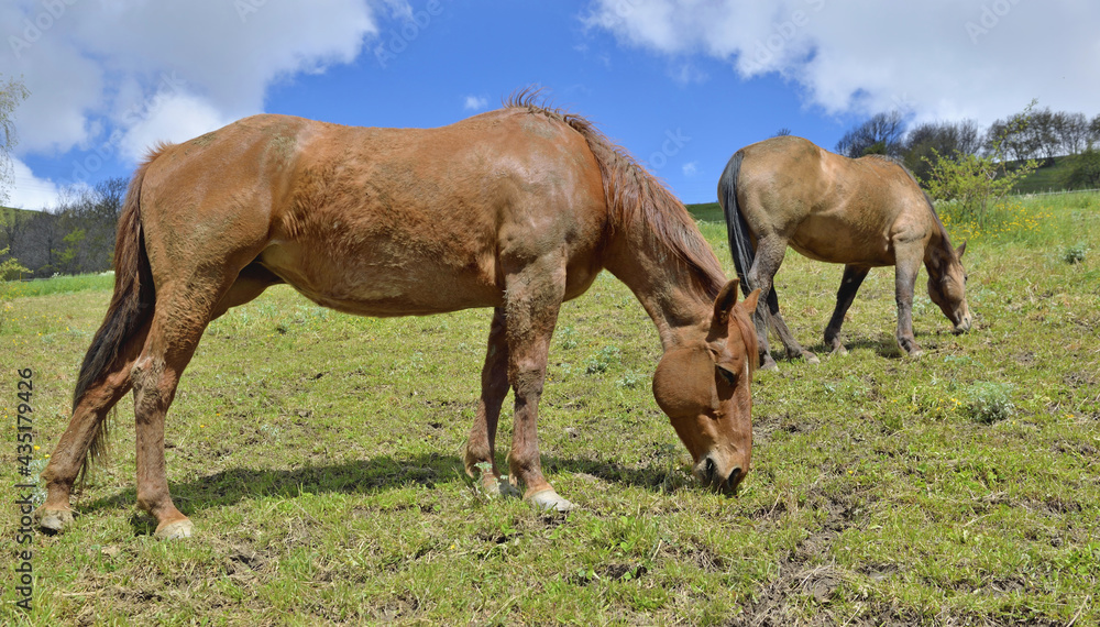 two brown horse grazing in a pasture in alpine mountain