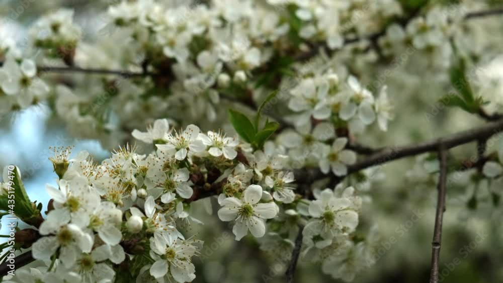 Cherry branch with flowers in spring bloom. Close-up. Slow motion. Selective focus.
