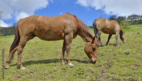 two brown horse grazing in a pasture in alpine mountain © coco