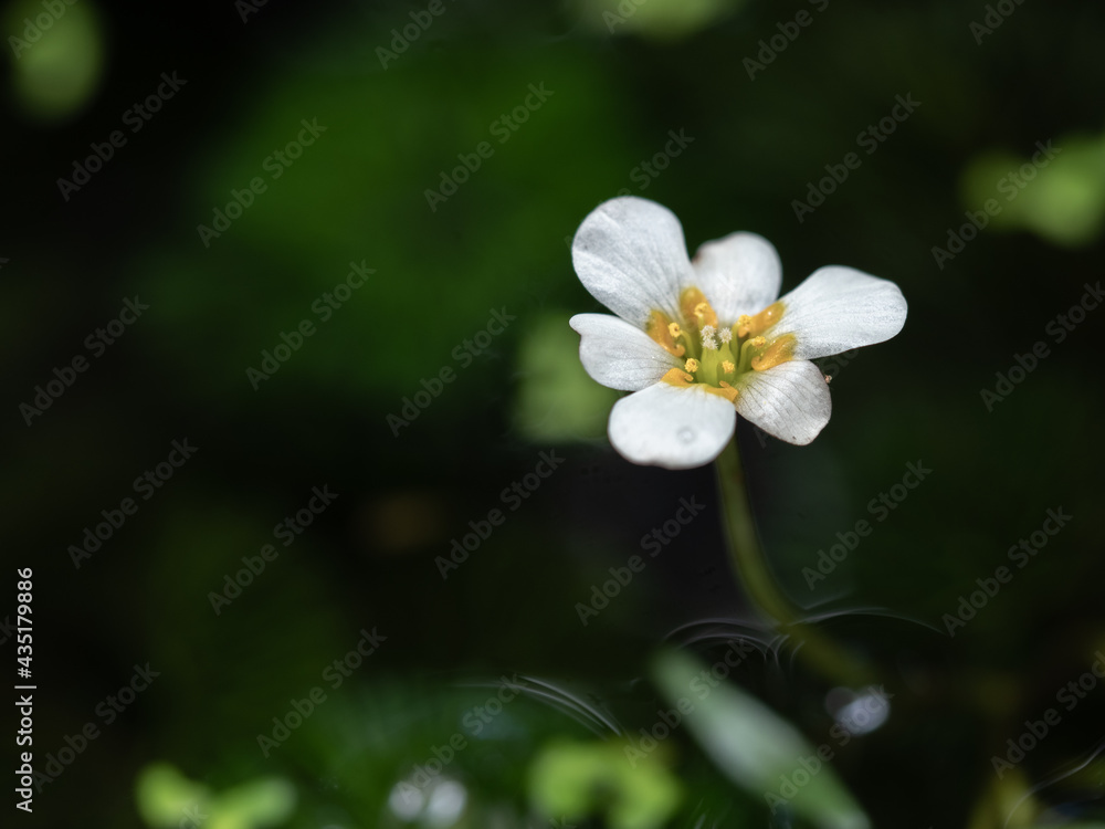 Close up flowers of egeria densa. Ranunculus nipponicus blooming in pond. Selective focus