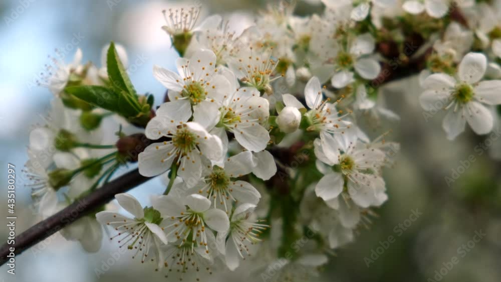 Cherry branch with flowers in spring bloom. Close-up. Slow motion. Selective focus. Cherry branch with flowers in spring bloom. Close-up. Slow motion. Selective focus.