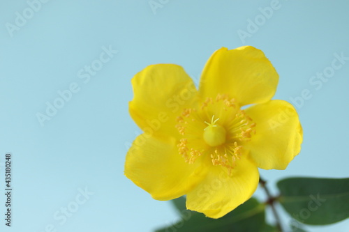 黄色の可愛い花 ヒペリカム