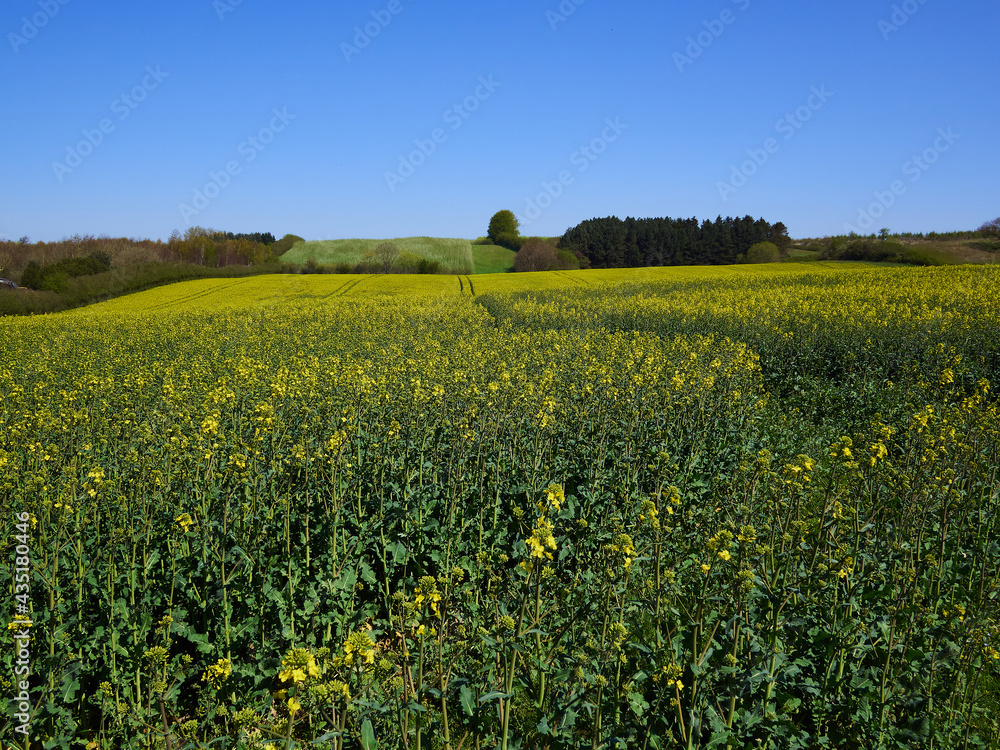 Field of blooming Oilseed Rape