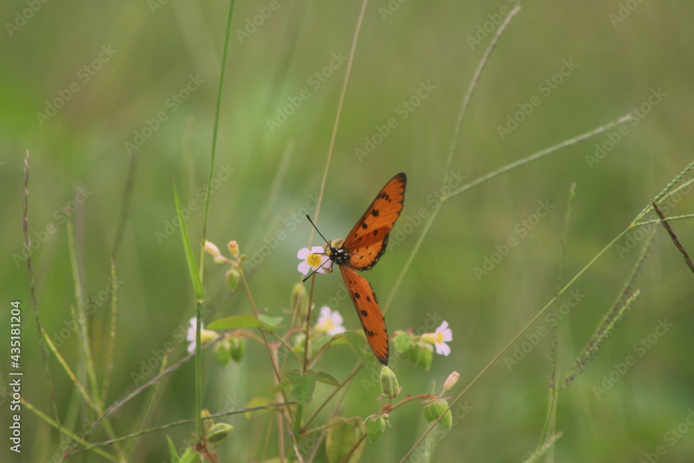 Obraz premium butterfly on a flower