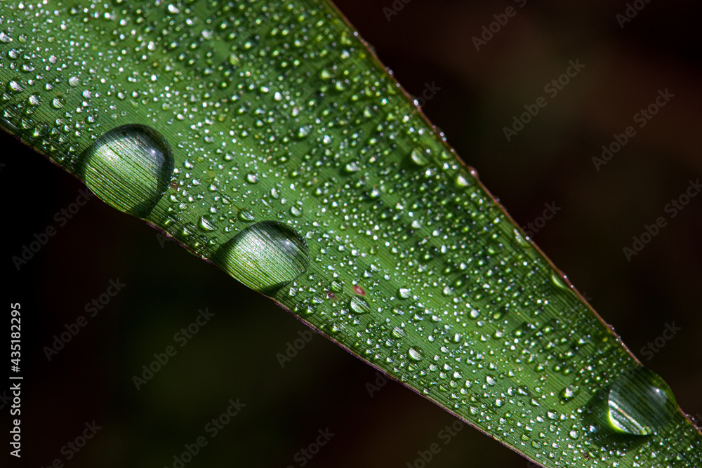 water drops on green leaf