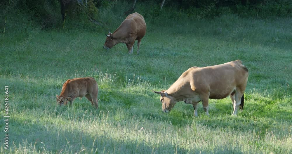 Suckler cows with a calf freely grazing. Sustainable livestock concept Suckler cows with a calf freely grazing. Sustainable livestock concept