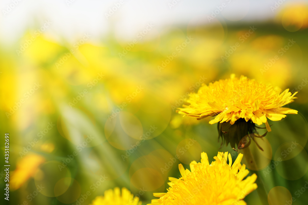 beautiful background with a yellow dandelion in a sunny meadow beautiful background with a yellow dandelion in a sunny meadow