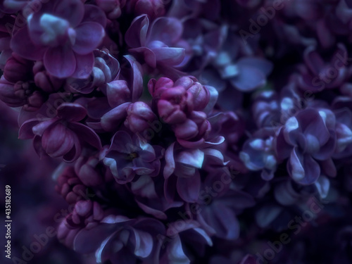 Close-up of purple lilac flowers.Beautiful picture with selective focus