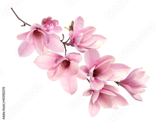 Beautiful pink magnolia flowers on white background © New Africa