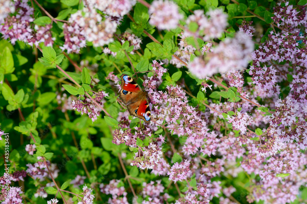 The peacock's eye butterfly sits on the flowers of oregano The peacock's eye butterfly sits on the flowers of oregano