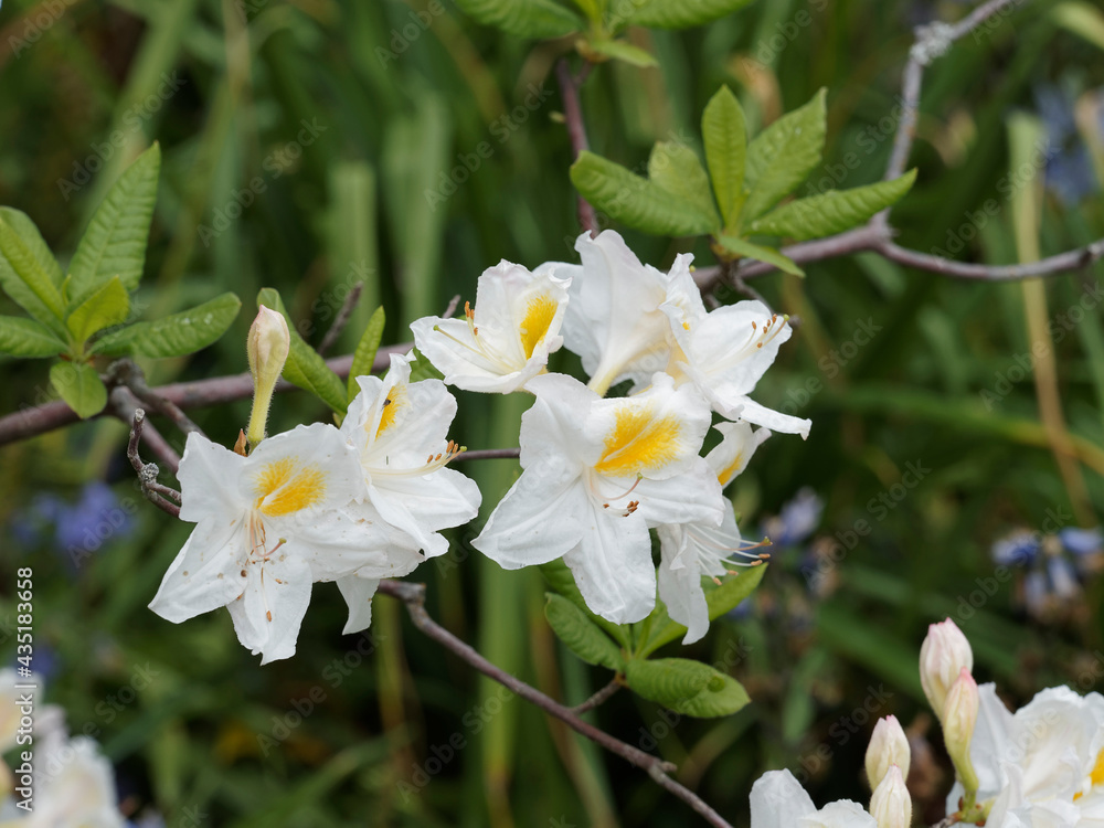 Rhododendron white azalea mollis 'Persil'. Chinese ornamental shrub with clusters of funnel-shaped white cream flowers and yellow tinted Rhododendron white azalea mollis 'Persil'. Chinese ornamental shrub with clusters of funnel-shaped white cream flowers and yellow tinted