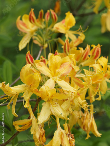 Rhododendron luteum   Yellow azalea  pontic azalea or honeysuckle azalea. Ornamental shrub with dense clusters of gold yellow and perfumed trumpet-shaped flowers between red buds and green foliage