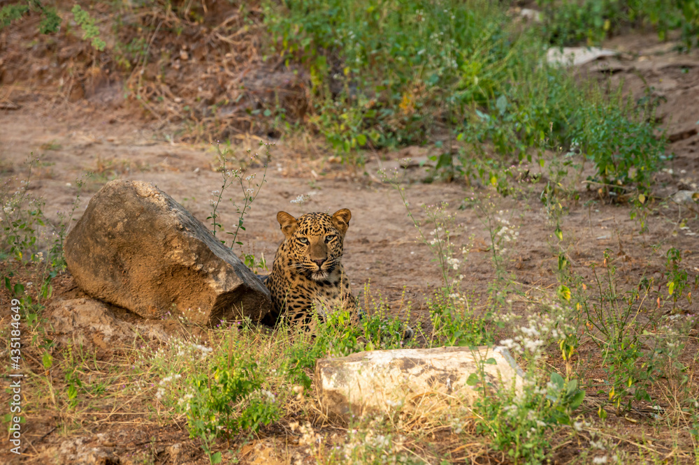 leopard or panther at jhalana forest or leopard reserve jaipur rajasthan india - panthera pardus fusca leopard or panther at jhalana forest or leopard reserve jaipur rajasthan india - panthera pardus fusca