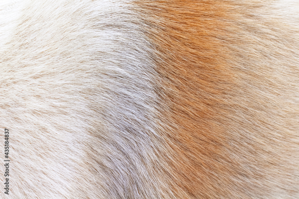 Furry dog soft texture close up white brown background Furry dog soft texture close up white brown background