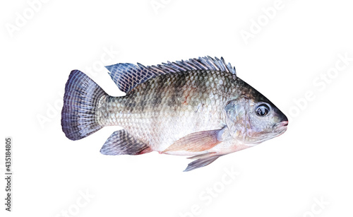 Nile tilapia fish or oreochromis niloticus freshwater isolated on white background , clipping path