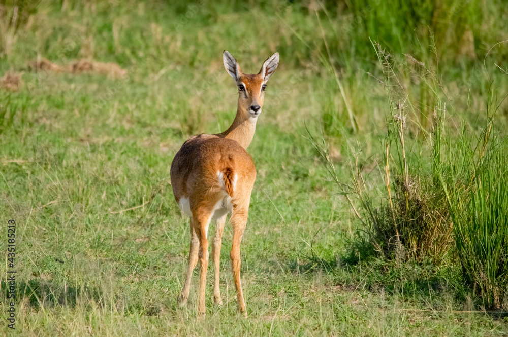Impala antelope. Murchison Falls National Park. Uganda, Africa Impala antelope. Murchison Falls National Park. Uganda, Africa