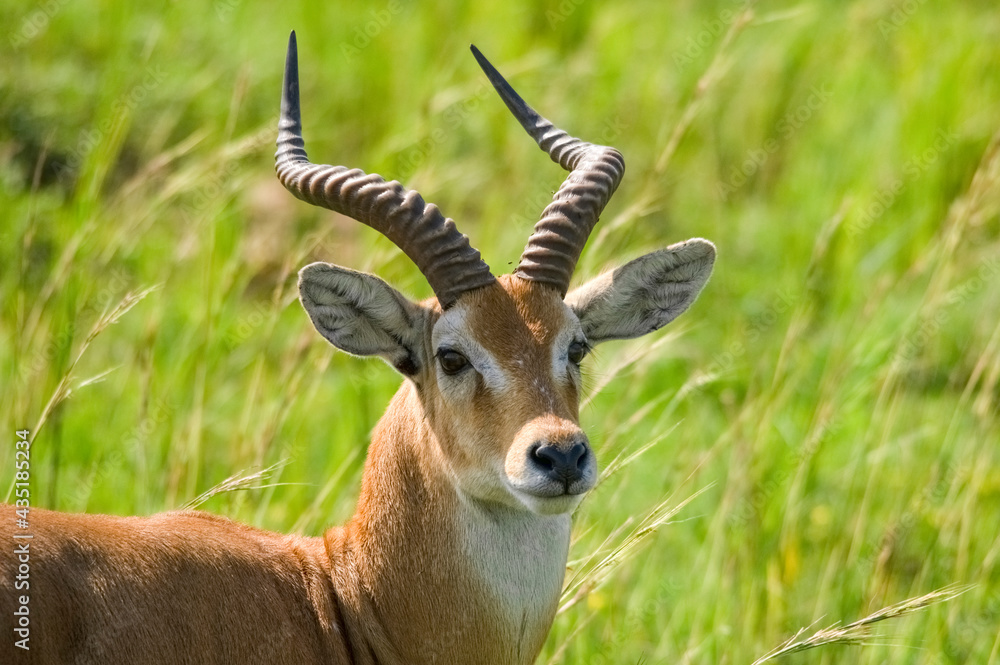Impala antelope. Murchison Falls National Park. Uganda, Africa Impala antelope. Murchison Falls National Park. Uganda, Africa