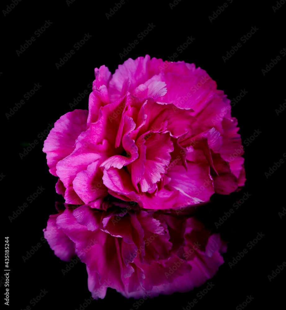 Obraz premium carnation flower lies on a black background