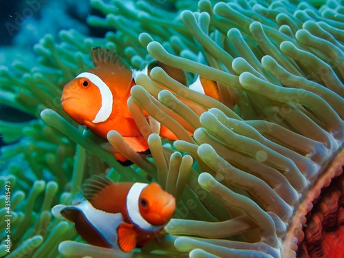 Anemonefish couple swim happily in sea anemones