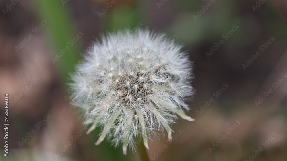 white dandelion and seed close-up in spring season white dandelion and seed close-up in spring season
