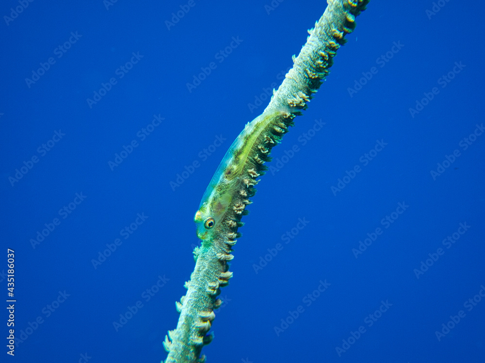 Naklejka premium Transparent body glass goby