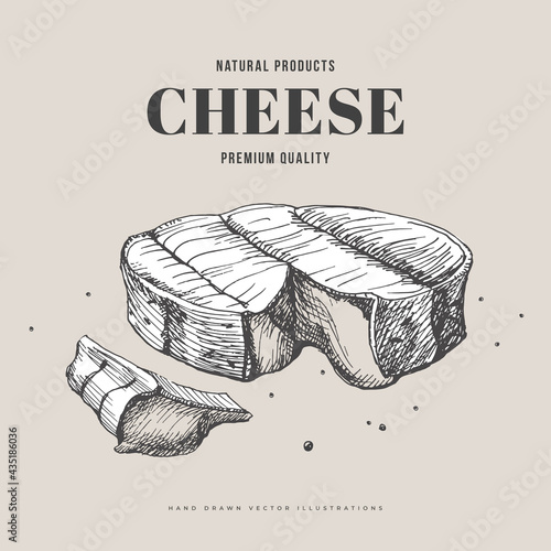 Hand-drawn soft fatty cheese on a light background. Cut Camembert head. Retro picture for the menu of restaurants, markets, and shops. Vector illustration in the style of engraving.
