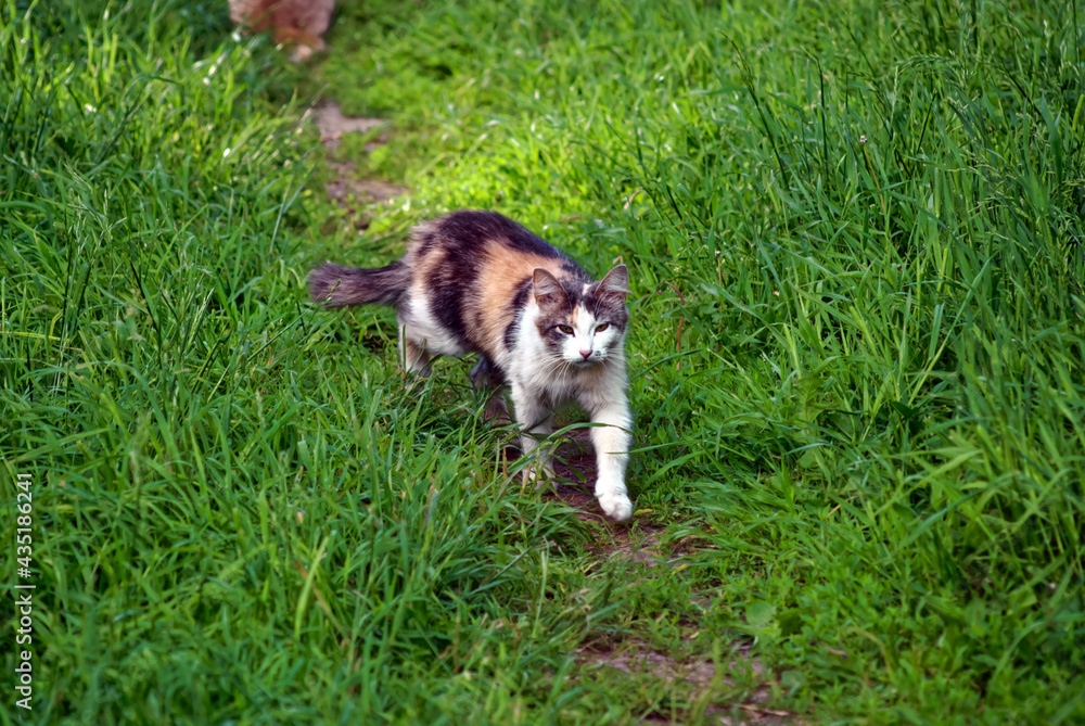 Fototapeta premium colorful cat walks on the grass
