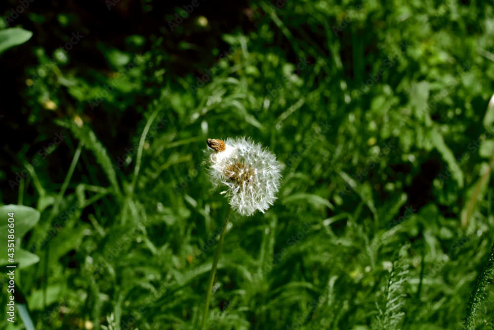 dandelion flower on the background of green grass dandelion flower on the background of green grass
