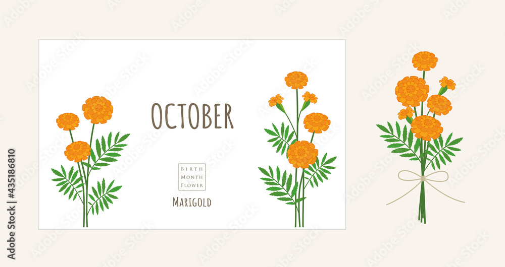 誕生月の花のイラスト 10月の誕生花 マリーゴールド Stock Vector Adobe Stock