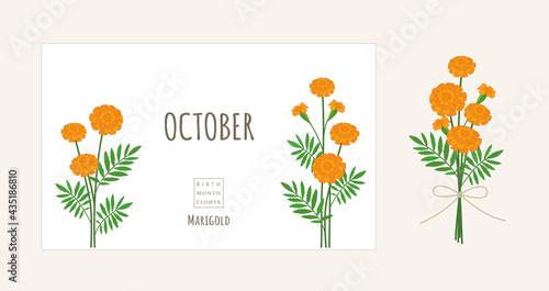 誕生月の花のイラスト｜10月の誕生花、マリーゴールド