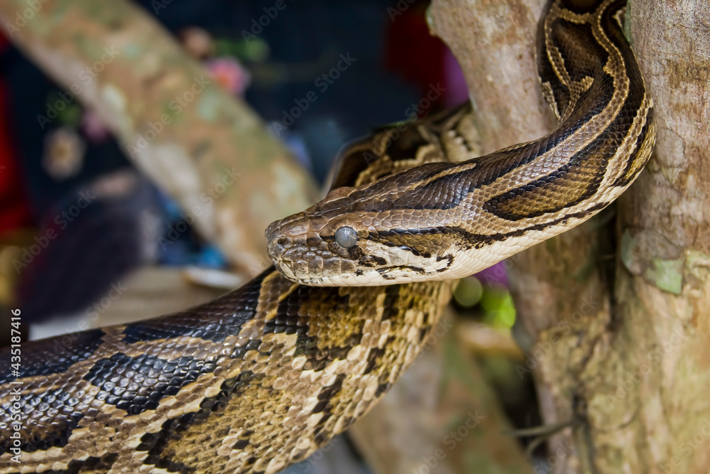 Obraz premium King boa, idol snake (Boa constrictor constrictor)
