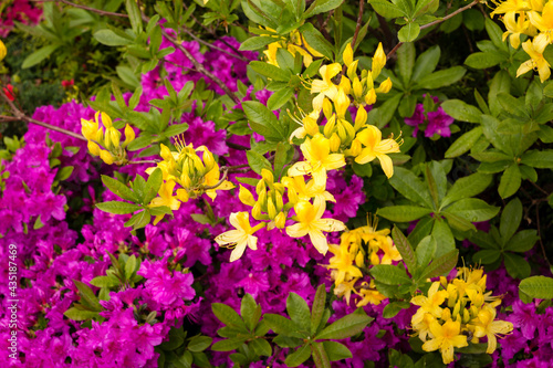 Rhododendron luteum, the yellow azalea or honeysuckle azalea closeup.  Flower background.