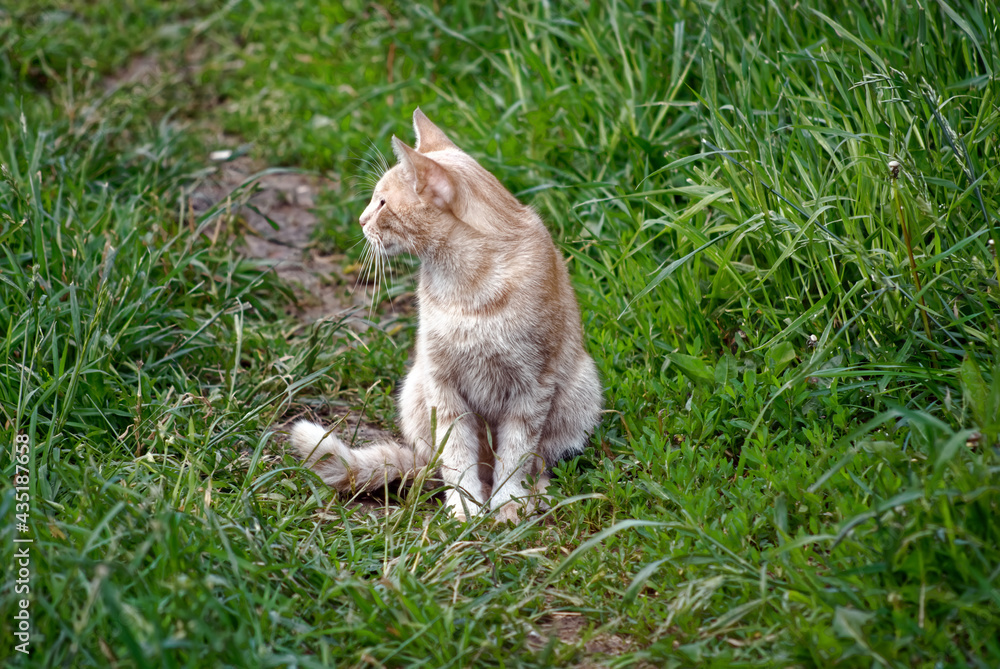 Fototapeta premium red cat sitting in the grass