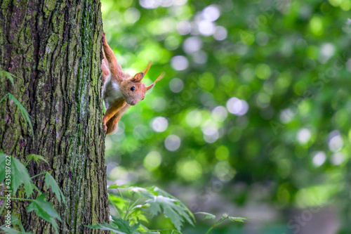 wiewiórka na drzewie © rpetryk