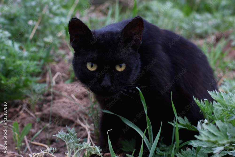 black cat in the green grass