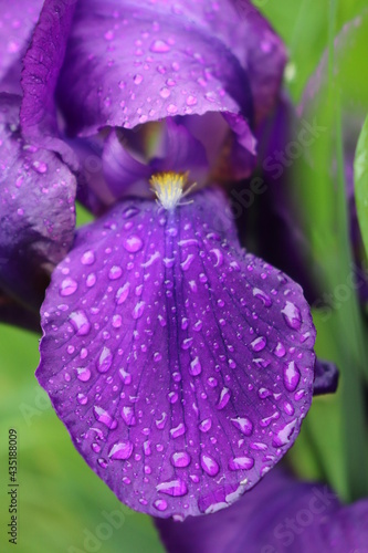 Fototapeta Naklejka Na Ścianę i Meble -  Irisblüte mit Wassertropfen und  Staubfäden