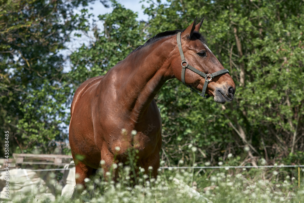 Fototapeta premium Close-up of a brown Holsteiner horse standing in paddock.