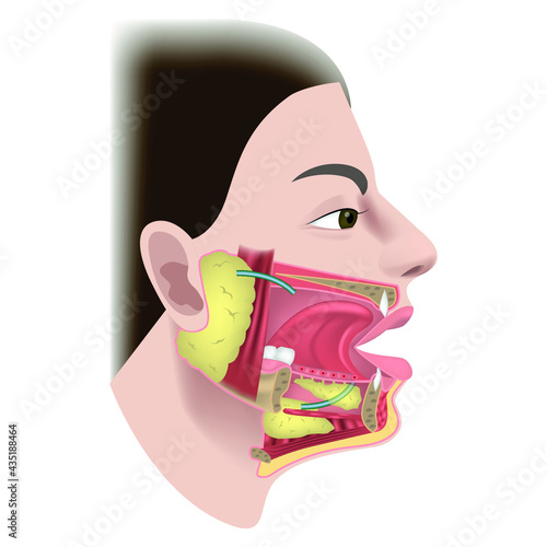 salivary glands and ducts. The structure of the organs of the oral cavity. Human profile. Cheek incision. Cross section. Vector illustration photo