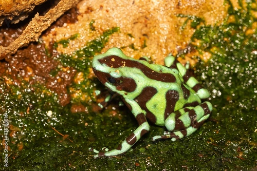 Green-and-black poison dart frog (Dendrobates auratus), Costa Rican green-and-black poison dart frog, animal concept.